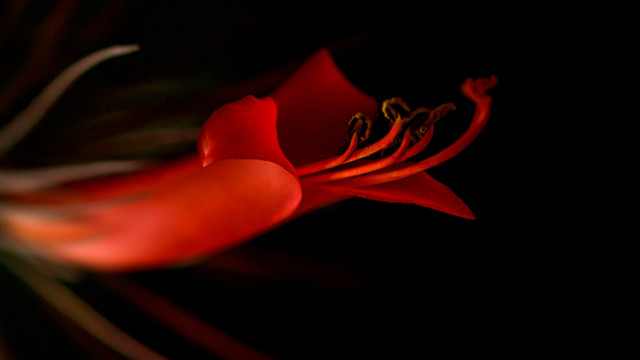 Red flower black background blurry free wallpaper - medium preview image