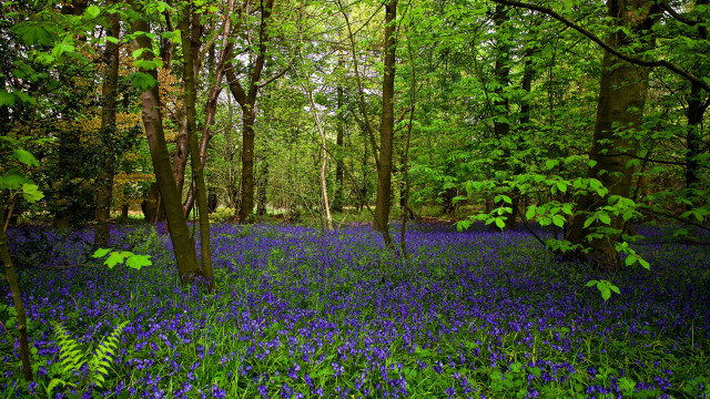 Blue flower forest puzzle nature free wallpaper - medium preview image