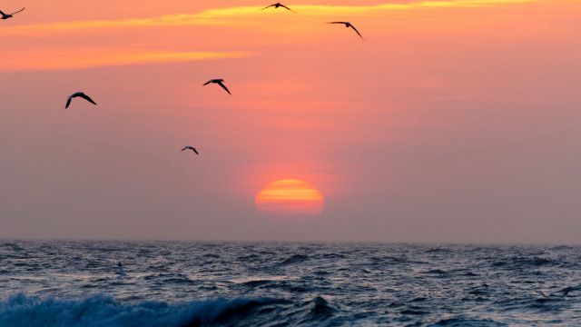 Birds ocean sunset wave beach free wallpaper - medium preview image