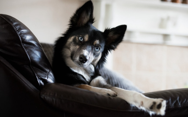 Dog couch pillow serious vanitas free wallpaper - medium preview image