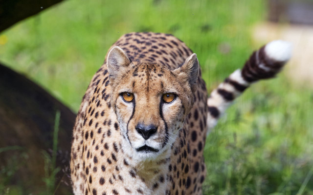 Cheetah grassy background bokeh depth free wallpaper - medium preview image