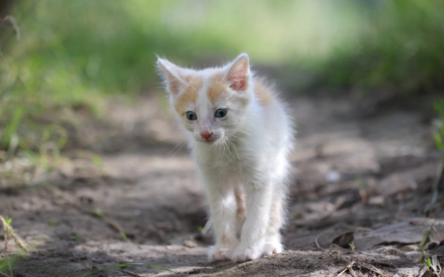 White kitten walking dirt road free wallpaper - medium preview image