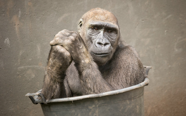Gorilla bucket primitivism portrait realistic free wallpaper - medium preview image