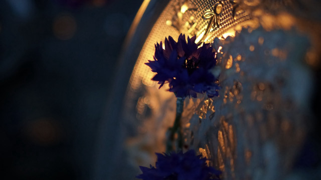 Vase flowers light bokeh blurry free wallpaper - medium preview image