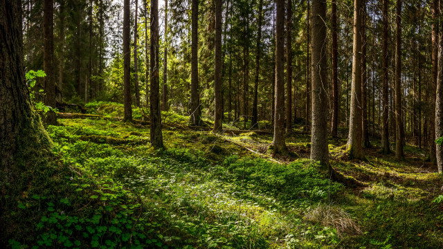 Lush green forest path nature free wallpaper - medium preview image