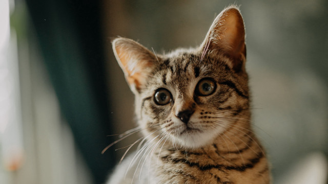 Sad cat on chair blurry free wallpaper - medium preview image
