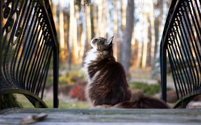 Cat bench sky trees regal free wallpaper - medium preview image