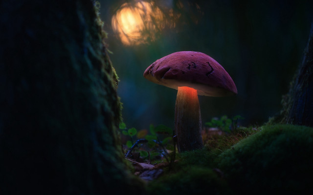 Mushroom light forest fullmoon tree free wallpaper - medium preview image