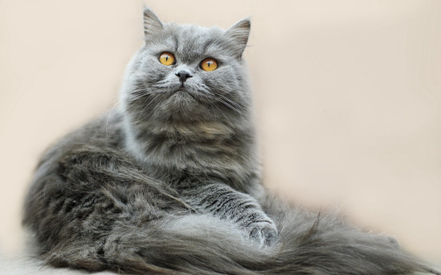 Gray cat yellow eyes curious #5 free wallpaper - medium preview image