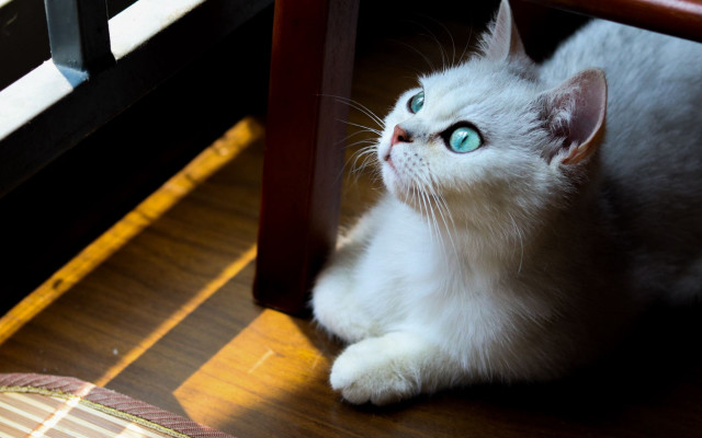 White cat blue eyes curious free wallpaper - medium preview image