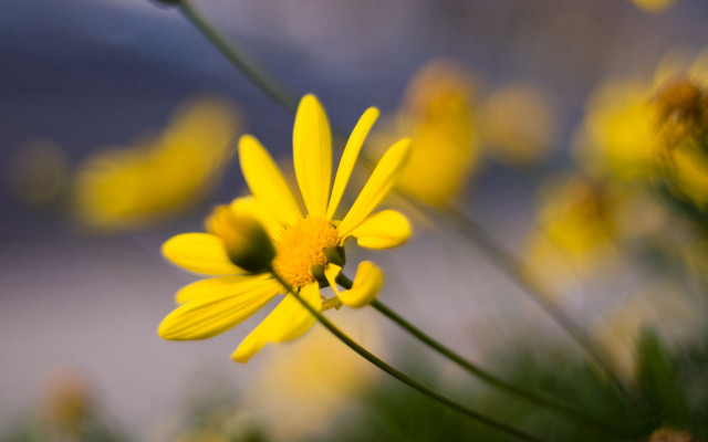 Yellow flower bokeh macro sunset free wallpaper - medium preview image