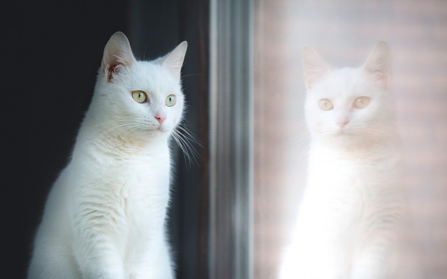 White cat window owl bird free wallpaper - medium preview image