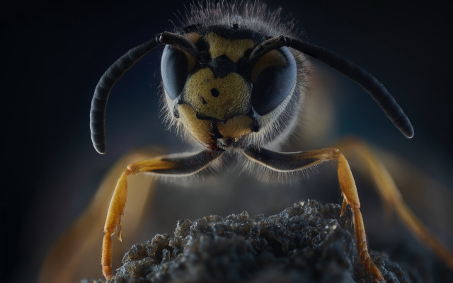 Bug closeup yellow face legs free wallpaper - medium preview image