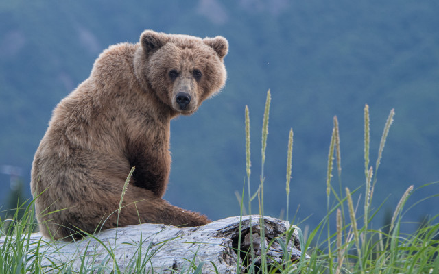 Brown bear rock field tall free wallpaper - medium preview image