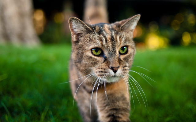 Cat green field tree house free wallpaper - medium preview image