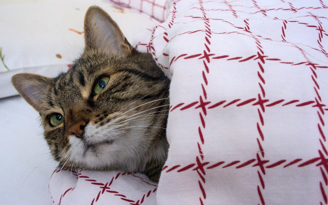 Cozy cat peeking blanket bed free wallpaper - medium preview image