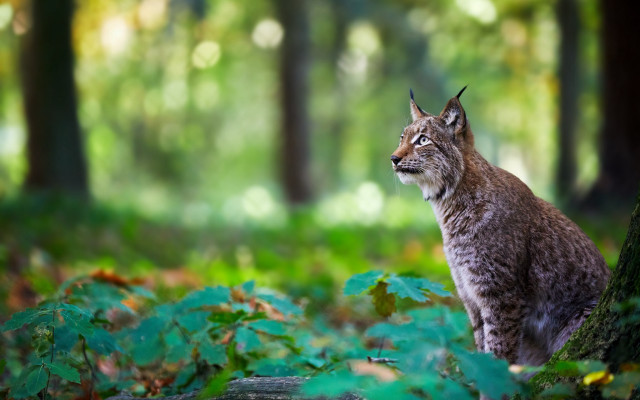 Lynx woods nature bokeh focus free wallpaper - medium preview image
