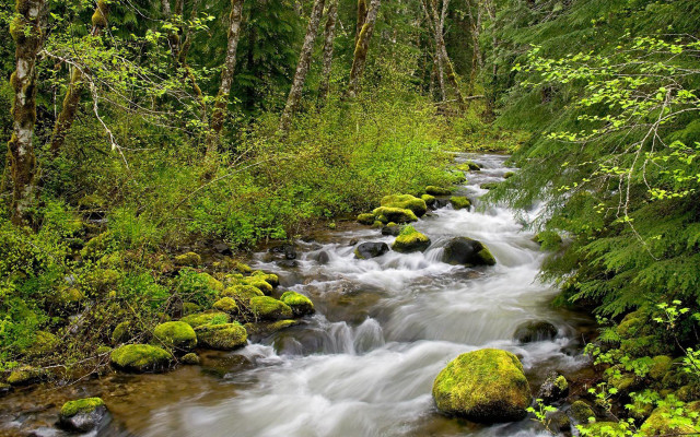 Lush green forest stream mossy #2 free wallpaper - medium preview image