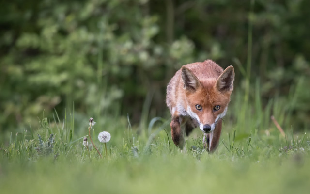 Fox grass woods dandelion sharp free wallpaper - medium preview image