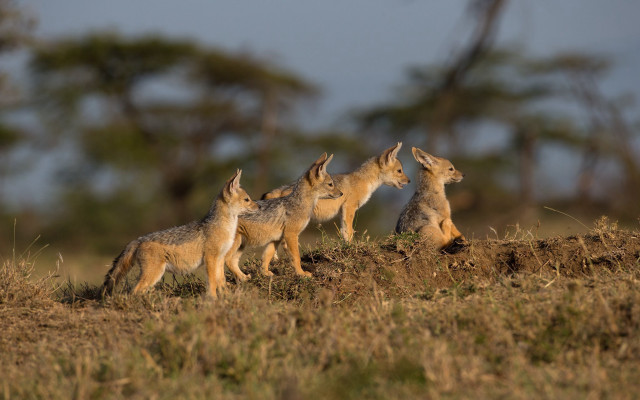 Foxes grass field bokeh wildlife free wallpaper - medium preview image
