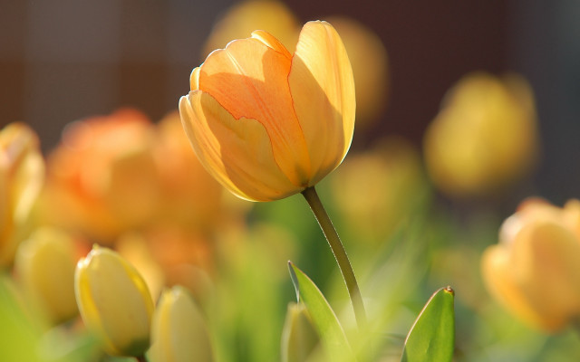 Yellow flower macro bokeh blurry #2 free wallpaper - medium preview image