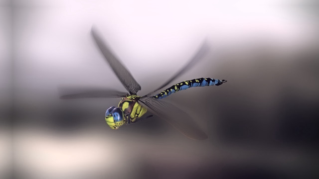 Blue yellow dragonfly airbrush helmet free wallpaper - medium preview image