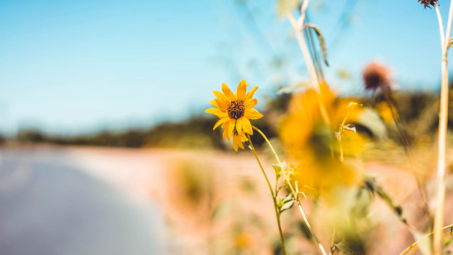 Sunflower field road blue sky free wallpaper - medium preview image