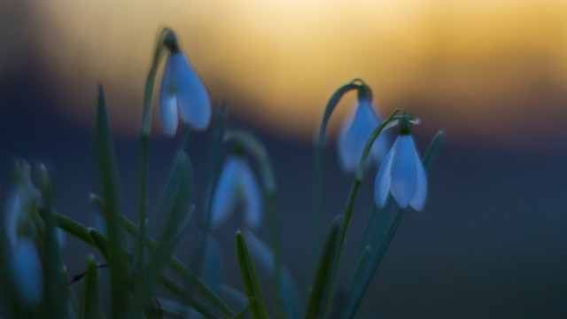 Closeup bunchofflowers shallowdepthblur butterfly nature free wallpaper - medium preview image