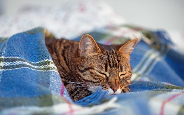 Cat sleeping blanket outdoors blurry free wallpaper - medium preview image