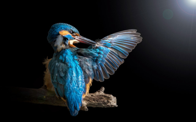 Bird beak wings branch moon free wallpaper - medium preview image