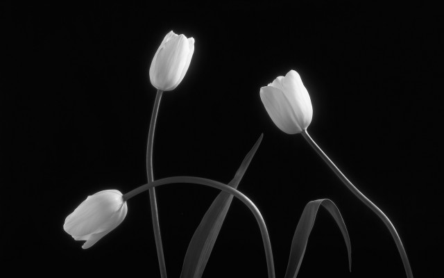 Black and white three flowers free wallpaper - medium preview image