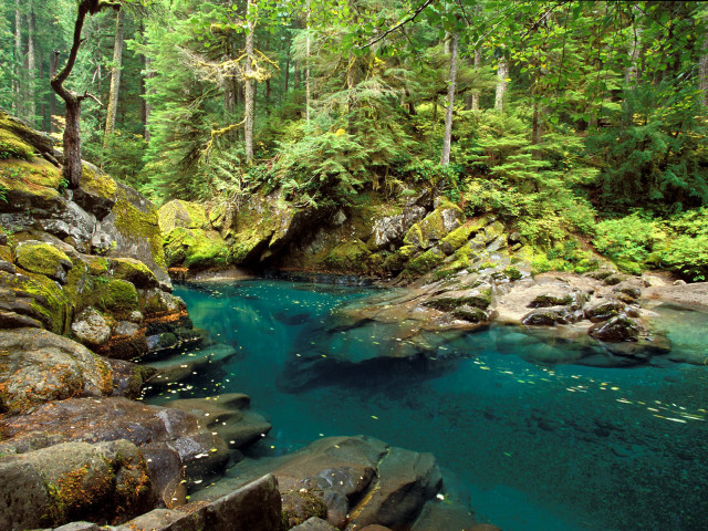 River lush forest rocks trees free wallpaper - medium preview image