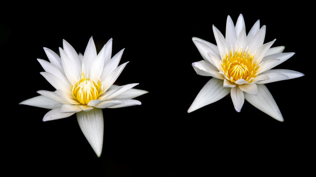 White flower butterfly wings reflection free wallpaper - medium preview image