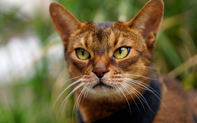Cat black collar bokeh photorealistic free wallpaper - medium preview image