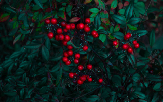 Red berry bush red bird free wallpaper - medium preview image