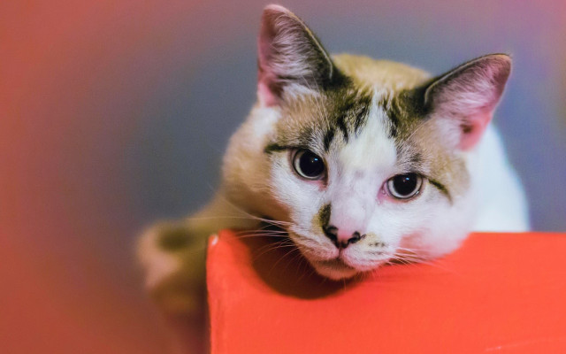 Sad cat red box photorealistic free wallpaper - medium preview image