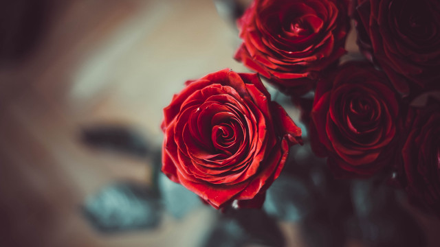 Vase red roses blurry background free wallpaper - medium preview image