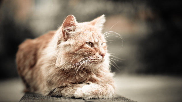 Cat laying table looking distance free wallpaper - medium preview image