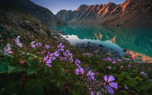Lake mountains flower bush butterfly free wallpaper - medium preview image