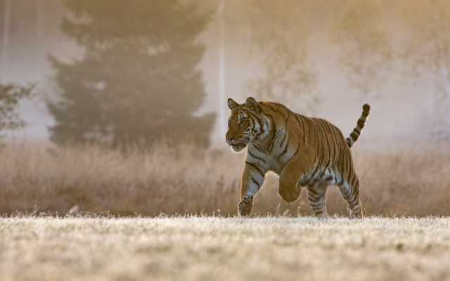 Tiger running foggy field wildlife free wallpaper - medium preview image