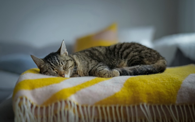 Sleeping cat on blanket bed free wallpaper - medium preview image