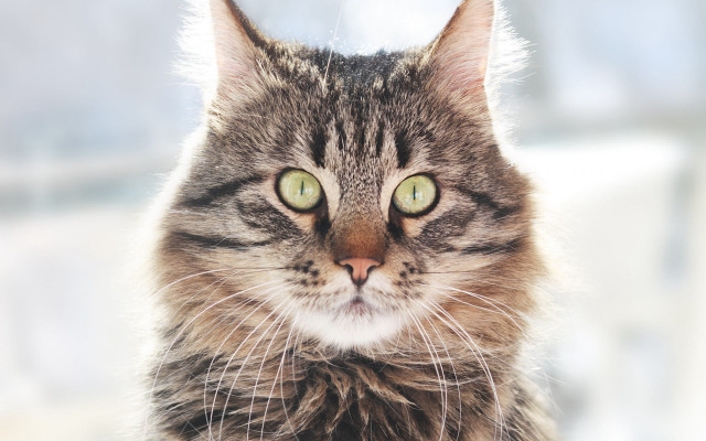 Black cat green eyes symmetrical free wallpaper - medium preview image