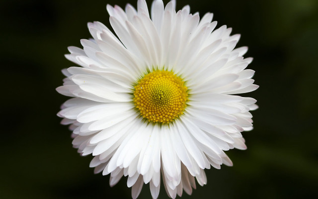 White flower yellow center macro #16 free wallpaper - medium preview image