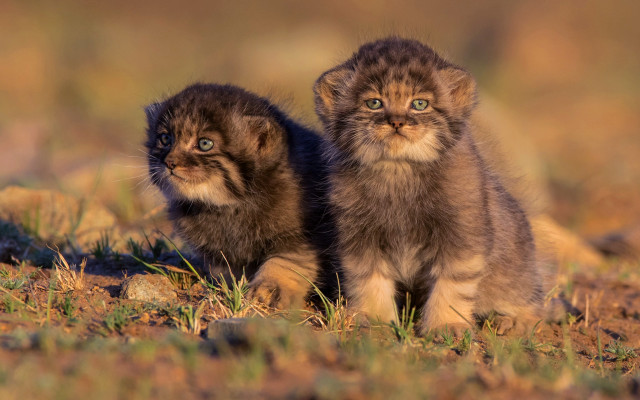 Kittens field grass dirt portrait free wallpaper - medium preview image