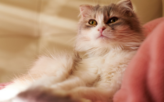Cat couch pillow serious glamour free wallpaper - medium preview image