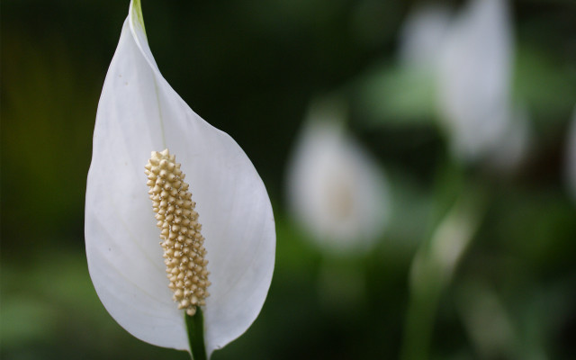 White flower stem seed macro free wallpaper - medium preview image