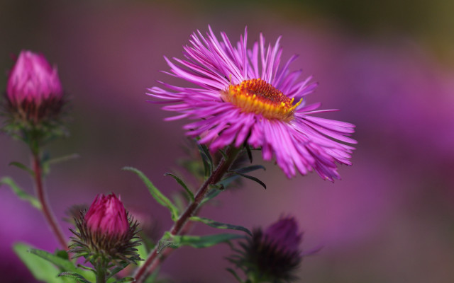 Flower bokeh yellow center macro free wallpaper - medium preview image