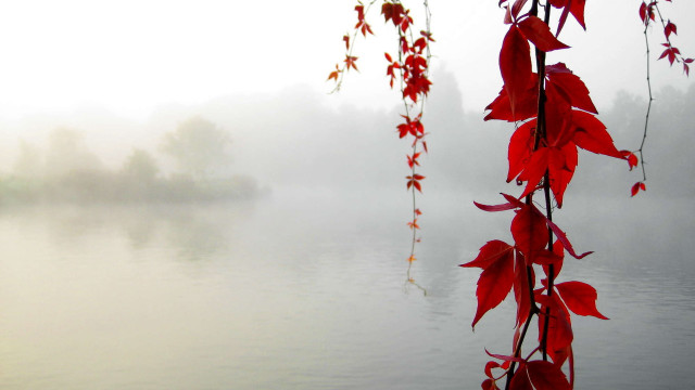 Tree branch red leaves water free wallpaper - medium preview image