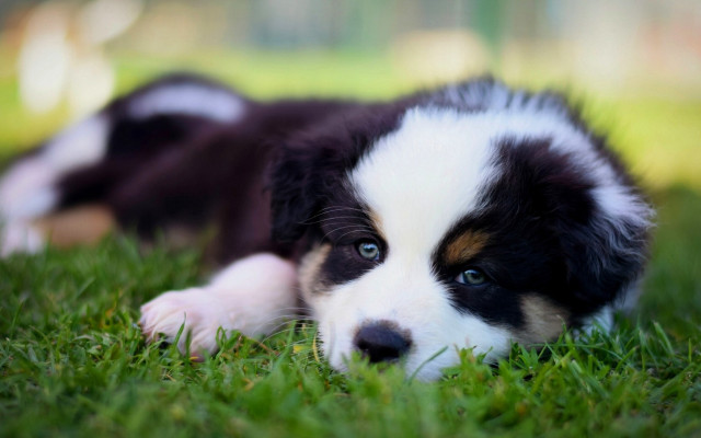 Puppy grass sad blue eyes free wallpaper - medium preview image