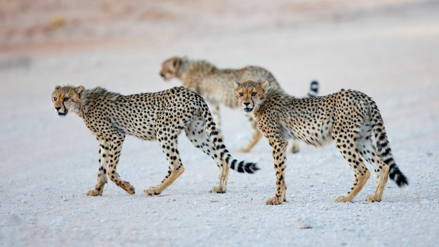 Cheetah snow wildlife bird jigsaw free wallpaper - medium preview image